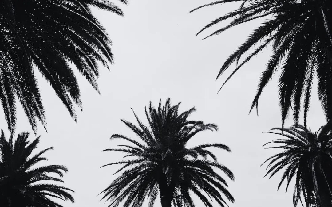 Palm Springs Palm Trees | Hideaway Recovery | Alcohol and Substance Abuse Detox and Rehabilitation Center for Men in the Coachella Valley